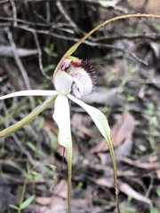 Caladenia venusta