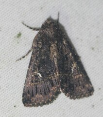 Condica albigera