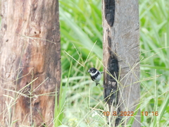 Sporophila morelleti