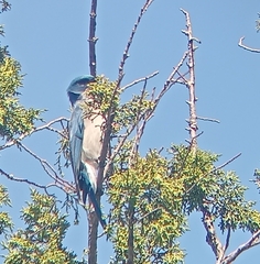 Aphelocoma wollweberi