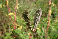 Eleusine tristachya