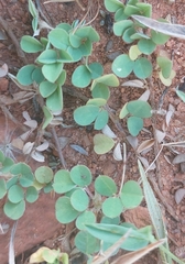 Arachis hypogaea