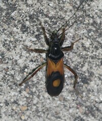 Rasahus biguttatus
