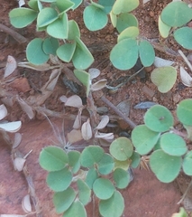 Arachis hypogaea