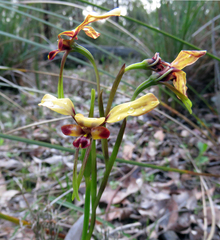 Diuris corymbosa