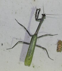 Pseudovates chlorophaea