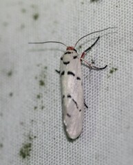 Enaemia atrolinea