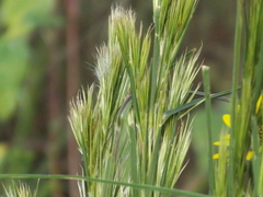 Andropogon glomeratus