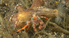 Dardanus pedunculatus