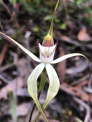 Caladenia venusta