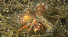 Dardanus pedunculatus