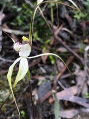 Caladenia venusta