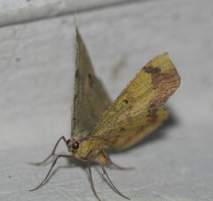 Erastria decrepitaria