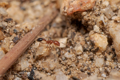 Solenopsis xyloni