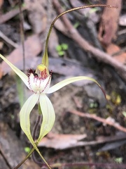 Caladenia venusta