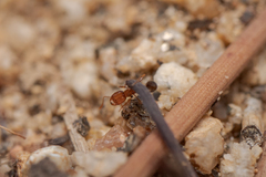 Solenopsis xyloni