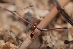 Solenopsis xyloni