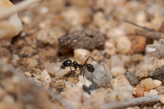 Veromessor pergandei