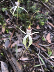 Caladenia venusta