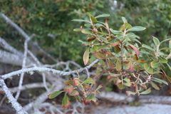 Salix hookeriana