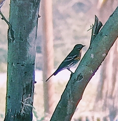Setophaga coronata