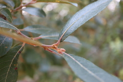 Salix hookeriana