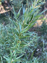 Leucopogon australis