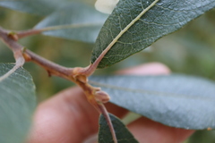 Salix hookeriana