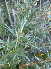Leucopogon australis