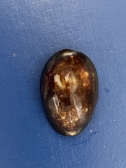 Monetaria caputserpentis