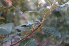 Salix hookeriana