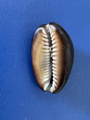 Monetaria caputserpentis