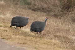 Numida meleagris coronatus