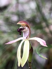 Caladenia transitoria