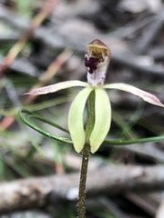 Caladenia transitoria