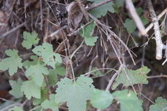 Ribes divaricatum