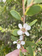 Leptospermum laevigatum