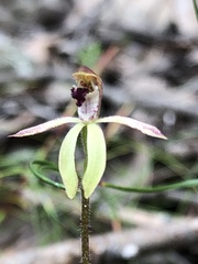 Caladenia transitoria