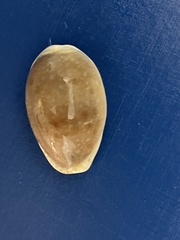 Naria erosa