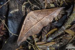 Sarisa muriferata