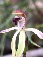 Caladenia transitoria