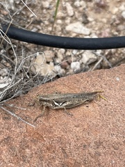 Melanoplus
