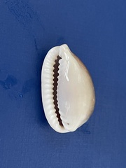 Naria erosa