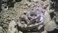 Rhinocheilus lecontei