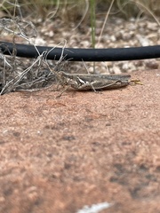 Melanoplus