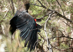 Calyptorhynchus lathami