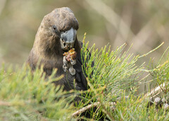 Calyptorhynchus lathami
