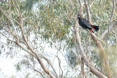 Calyptorhynchus lathami
