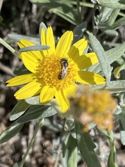 Halictus ligatus