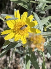 Halictus ligatus